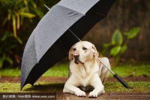 狗为何在雨中寻找草地