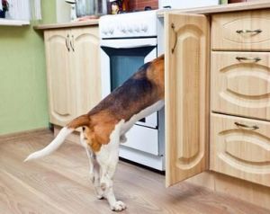在家庭生活中，狗狗为何喜欢待在厨房门口，却不敢进入厨房内部？