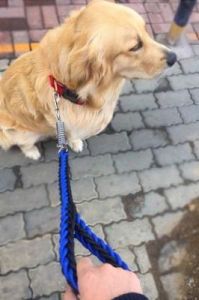 狗出门时为什么要拴着绳子？