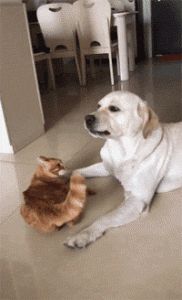 狗为何会攻击猫的下体