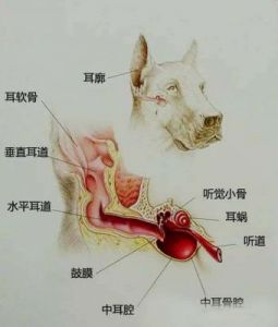 为什么在特定情况下需要切除狗狗的耳朵