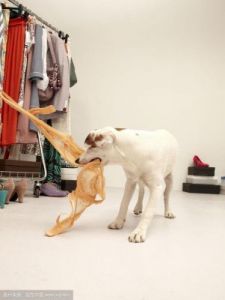 神秘的狗为什么喜欢玩内衣