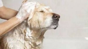 当狗狗误食肥皂时，处理方法如下：