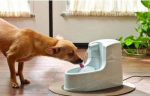 狗为什么特别愿意喝水-探讨其原因及如何确保它们获得充足的水分