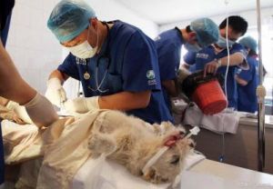 为何大多数家犬都需要接受绝育手术