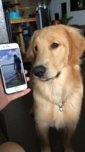 狗为什么爱玩手机-揭秘手机对狗狗的吸引力与影响