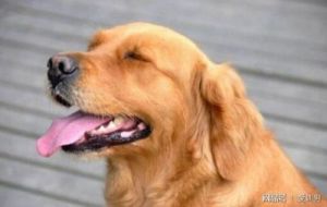 常见的导致狗狗频繁吠叫的原因及其解决方法