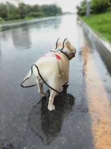 即使遭遇雨水，狗狗也能安全度过
