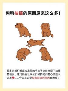 狗狗抽筋的常见原因及紧急处理方法